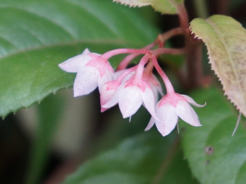 ヤブコウジ　十両