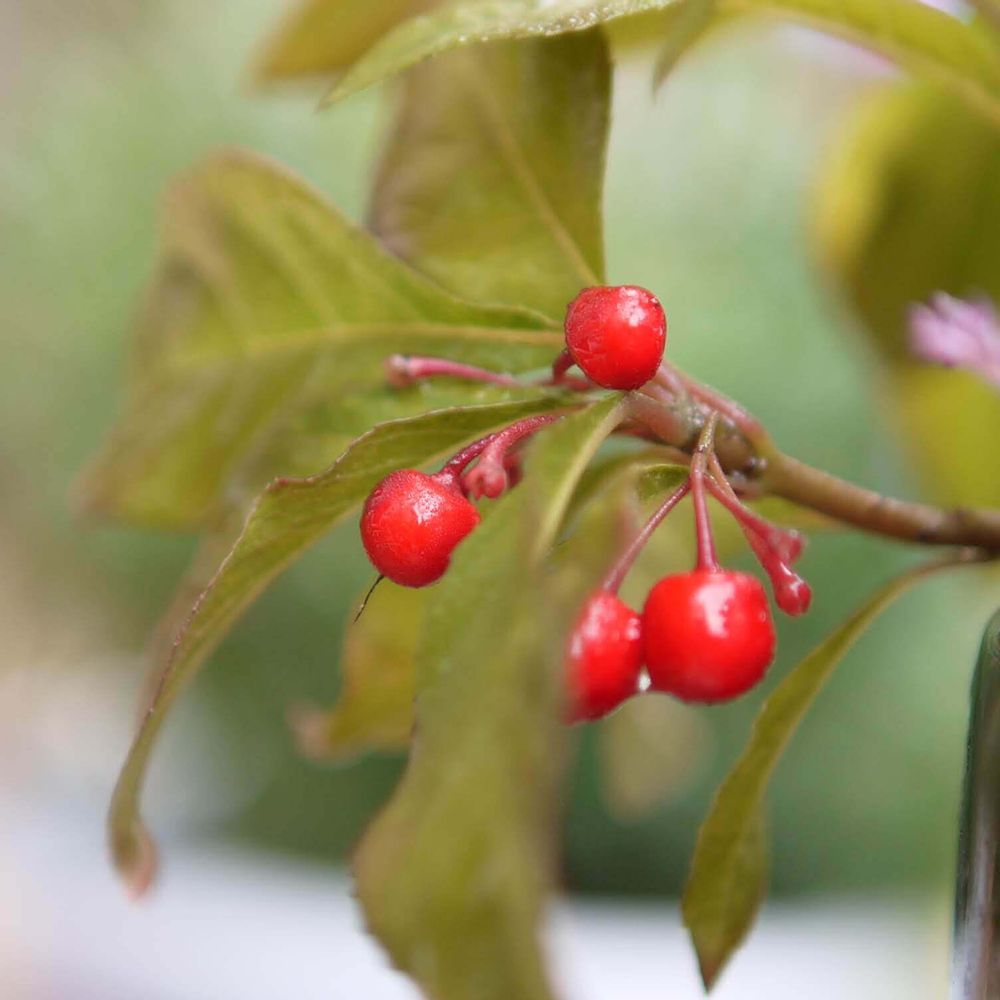 ヤブコウジ　十両