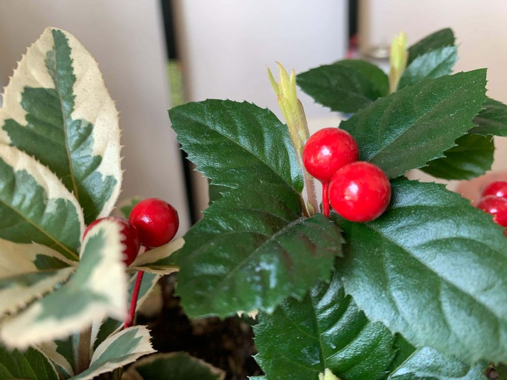 ヤブコウジ　十両