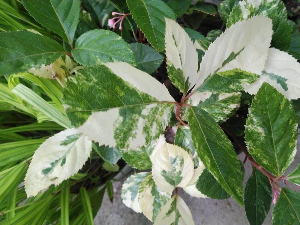 ヤブコウジ　十両