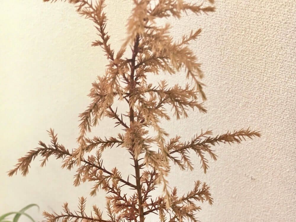コニファー　針葉樹　茶色い葉