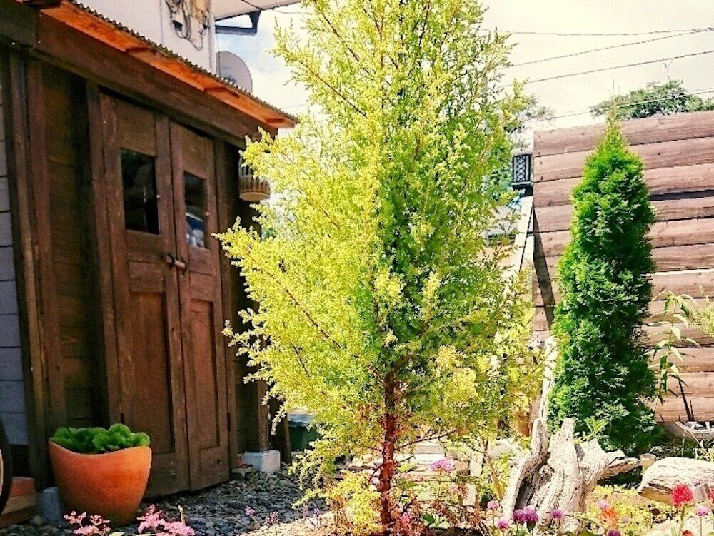 コニファー　針葉樹　庭