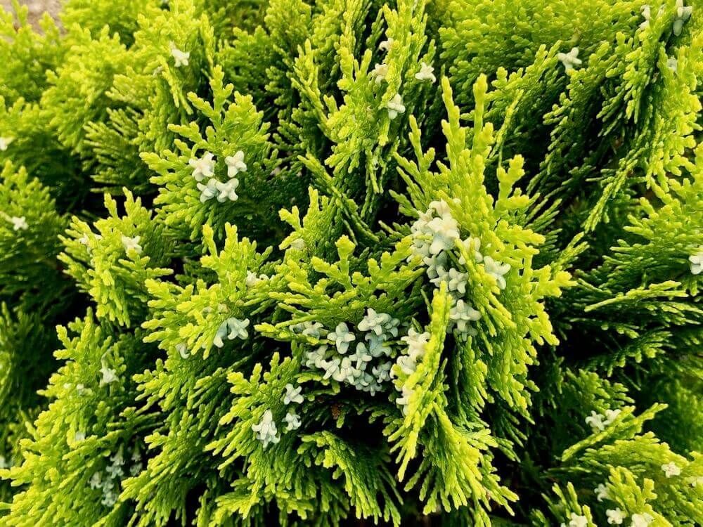 コニファー　針葉樹　葉