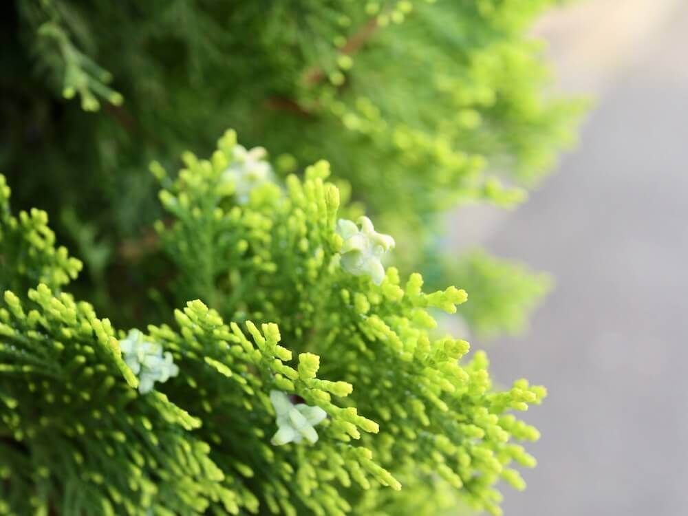 コニファー　針葉樹　葉