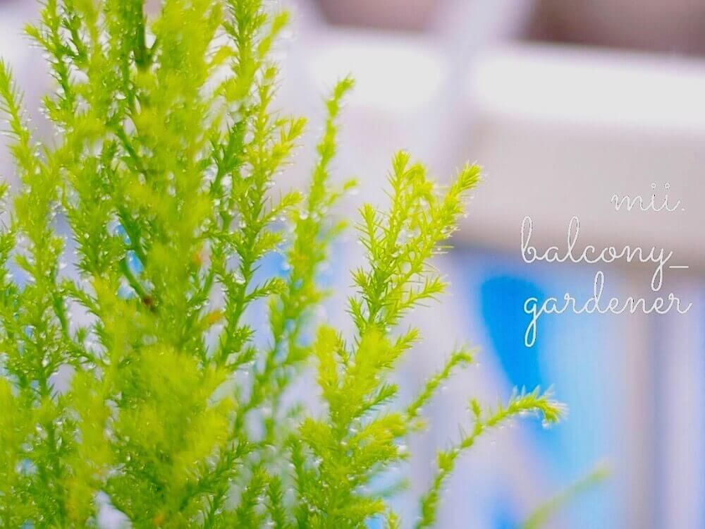 コニファー　針葉樹　葉