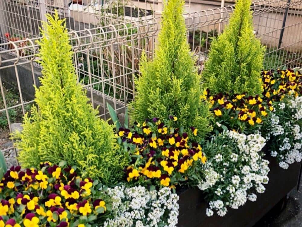 コニファー　針葉樹