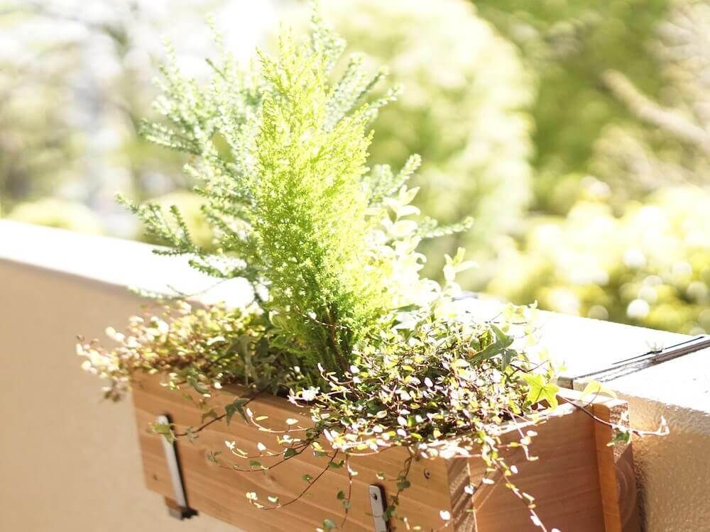 コニファー　針葉樹