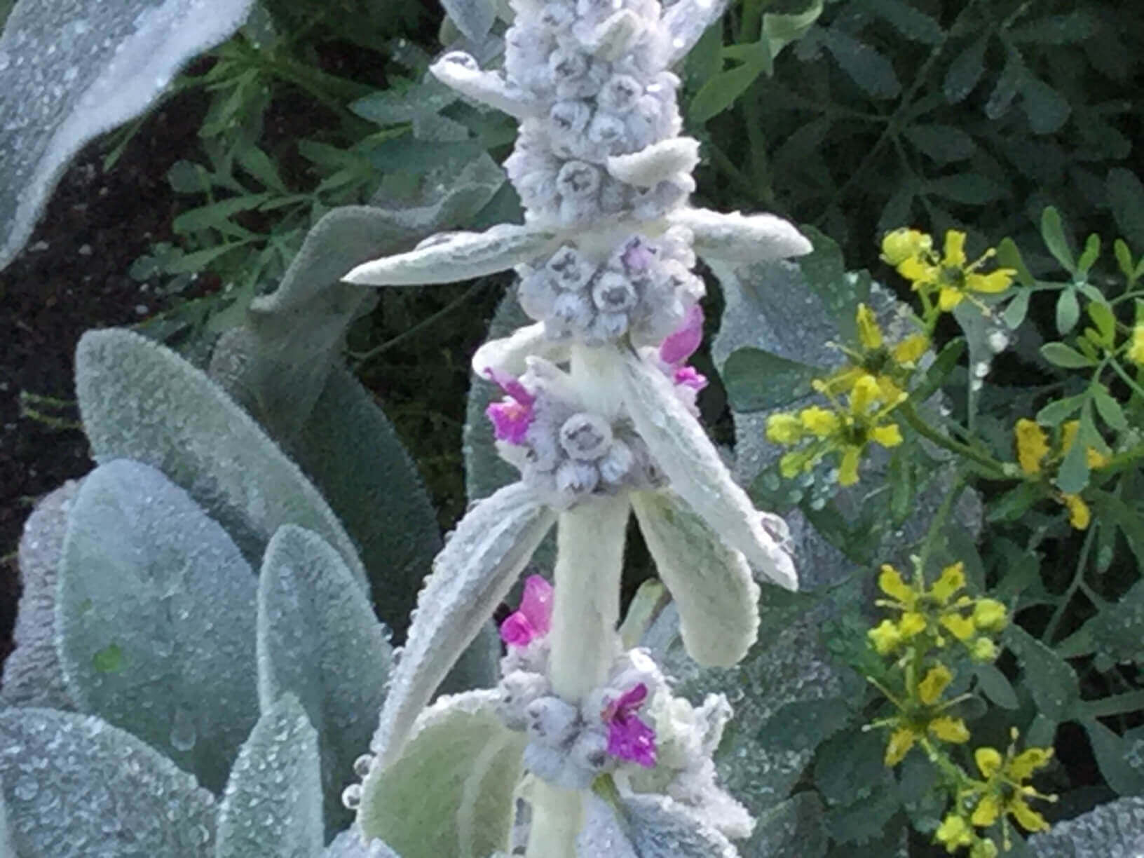 ラムズイヤーの花言葉 花の特徴や種類 品種は Greensnap グリーンスナップ