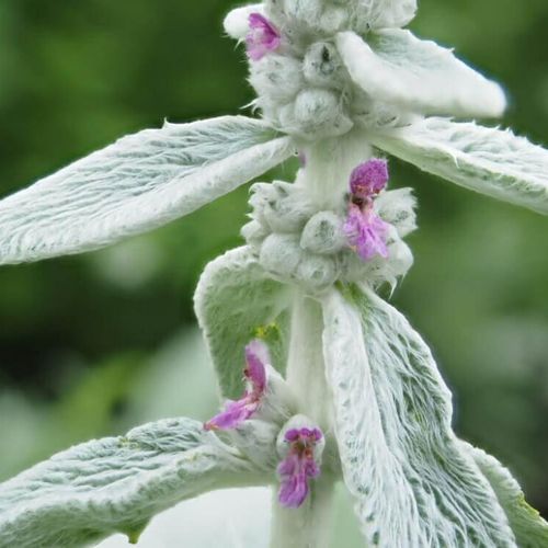 ラムズイヤーの花言葉 花の特徴や種類 品種は Greensnap グリーンスナップ