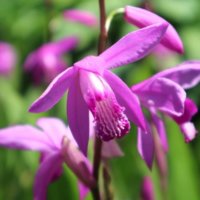 シラン(紫蘭)の花言葉｜種類や品種、花の特徴は？の画像