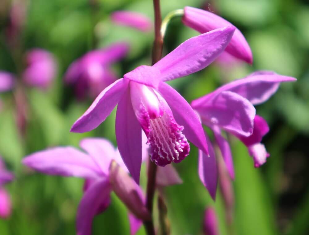 シラン 紫蘭 の花言葉 種類や品種 花の特徴は Greensnap グリーンスナップ
