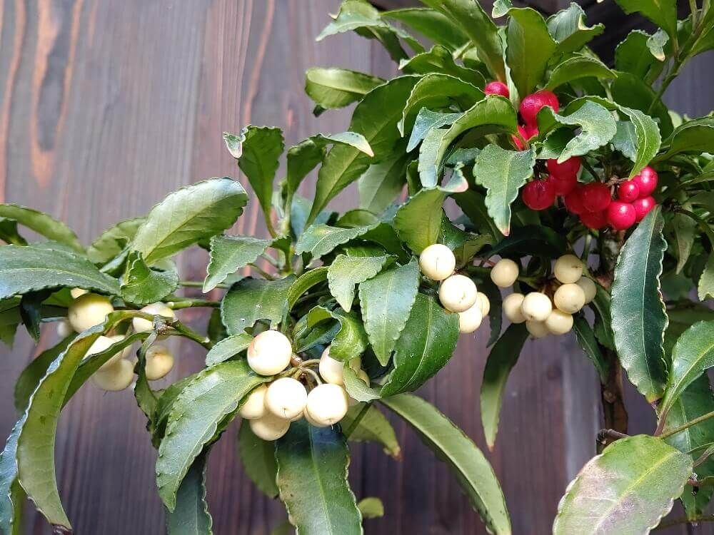 万両　マンリョウ