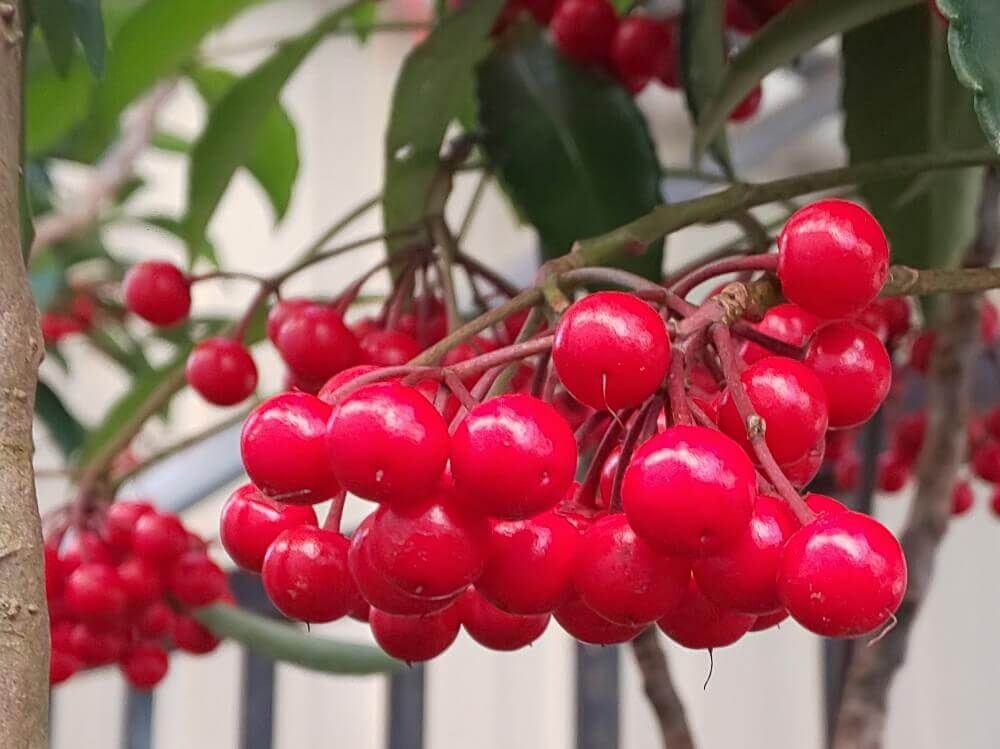 万両　マンリョウ