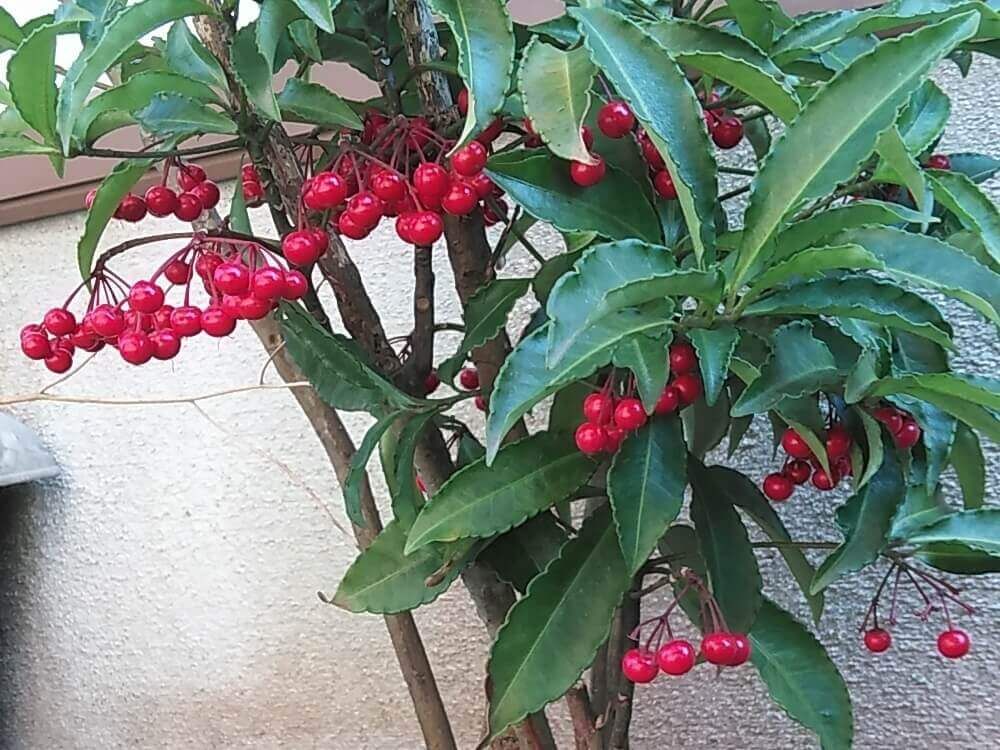 万両　マンリョウ