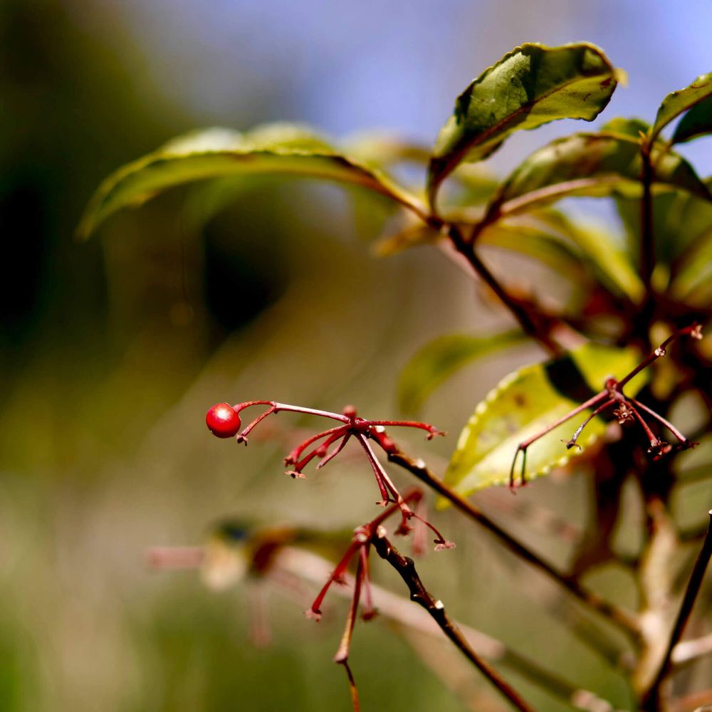 万両　マンリョウ