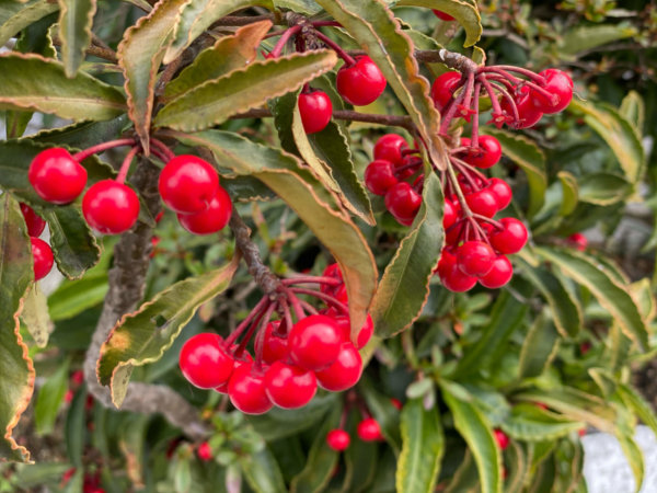 万両の花言葉｜花や実の特徴、種類はある？
