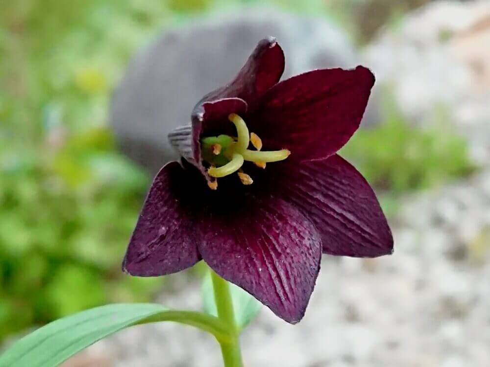 黒百合 クロユリ の花言葉 怖い意味はある 花の特徴や見頃の時期は Greensnap グリーンスナップ