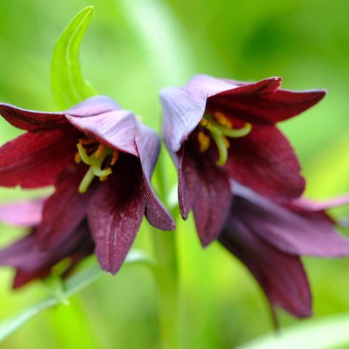 黒百合 クロユリ の花言葉 怖い意味はある 花の特徴や見頃の時期は Greensnap グリーンスナップ