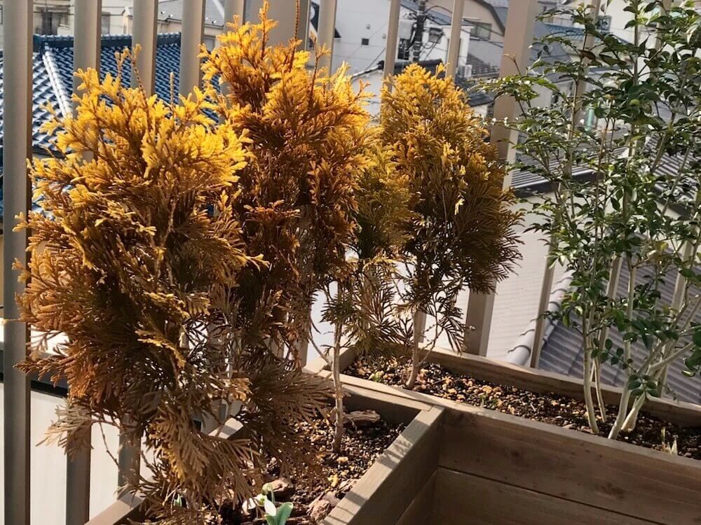 コニファー　ヨーロッパゴールド