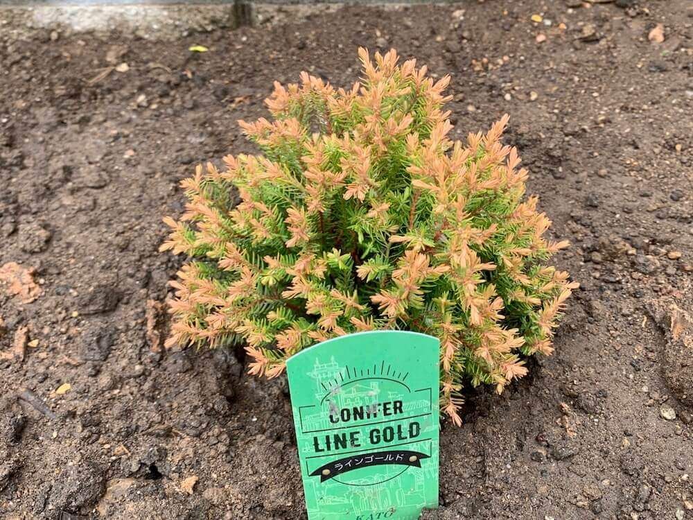 コニファー　ラインゴールド