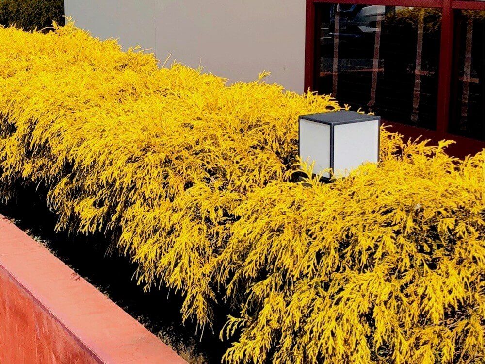 ゴールデンモップ　コニファー