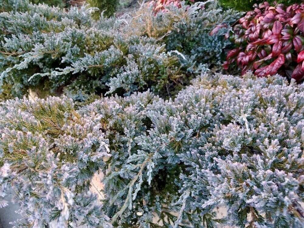 コニファー　ブルーカーペット