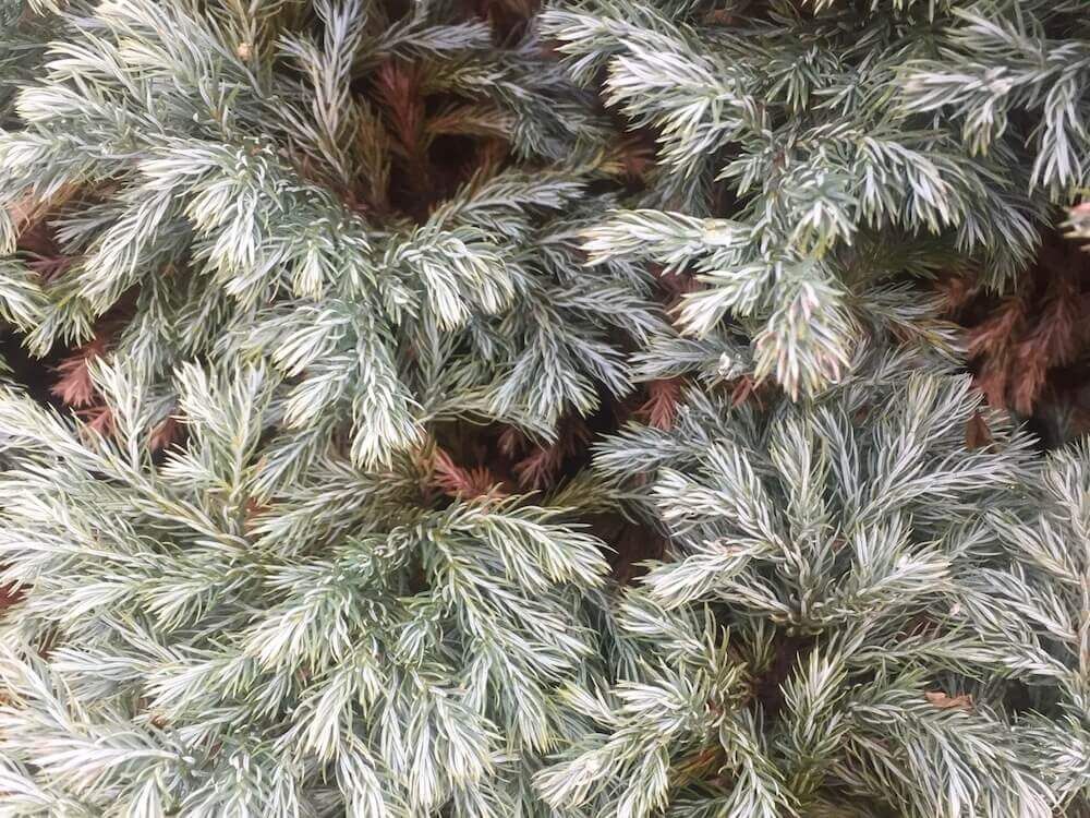 ブルーバード　ボールバード　コニファー