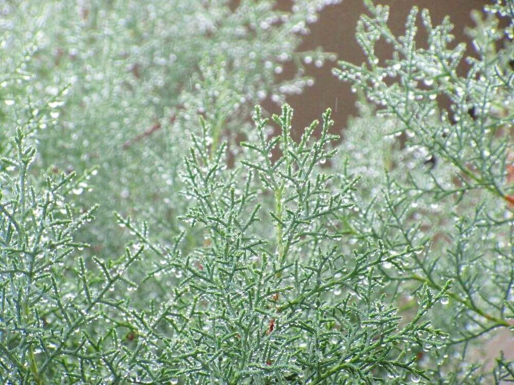 ブルーアイス　コニファー