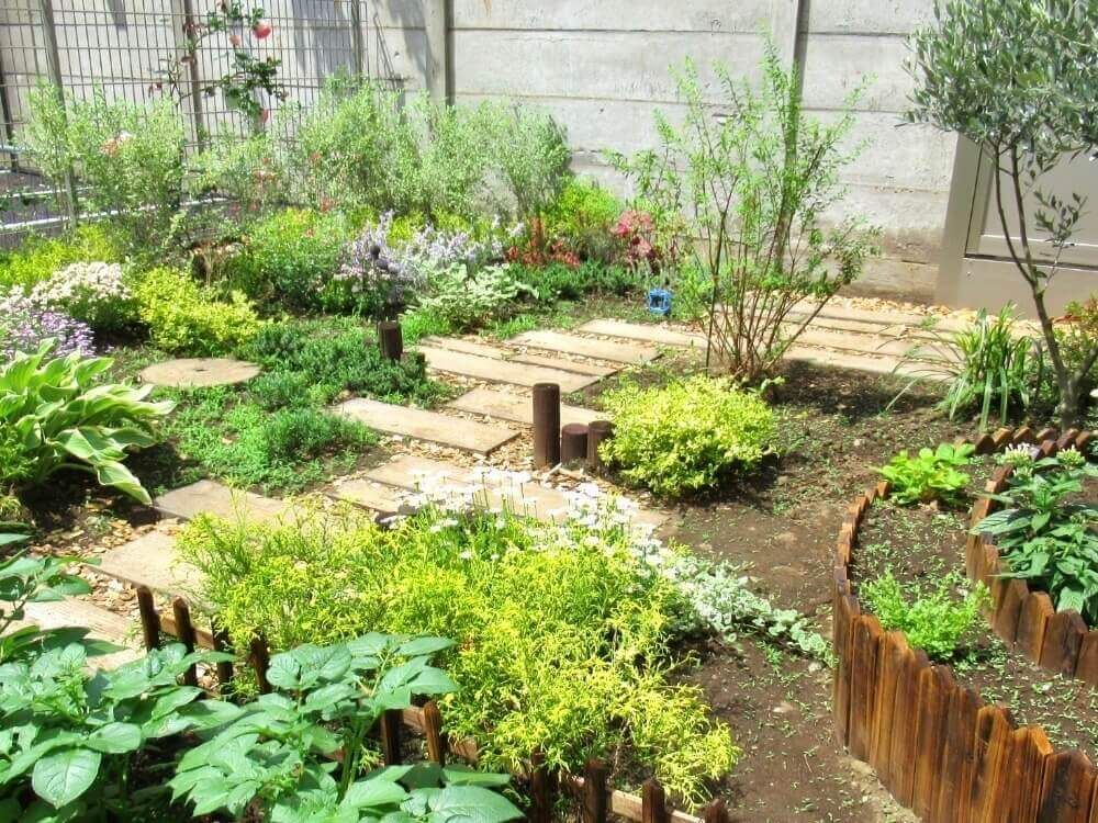 フィリフェラオーレア　コニファー