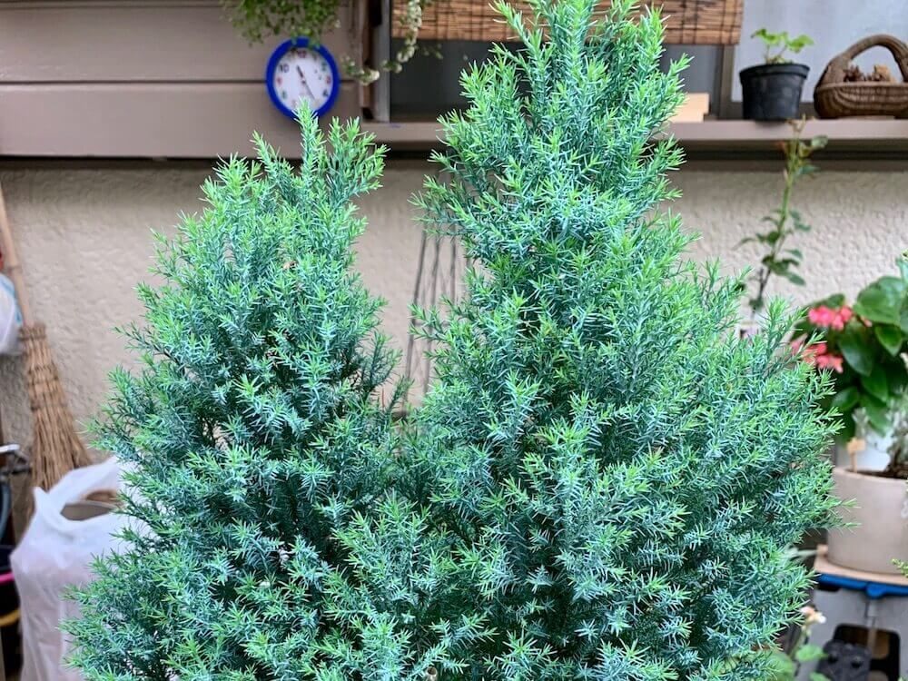 コニファー　シルバースター