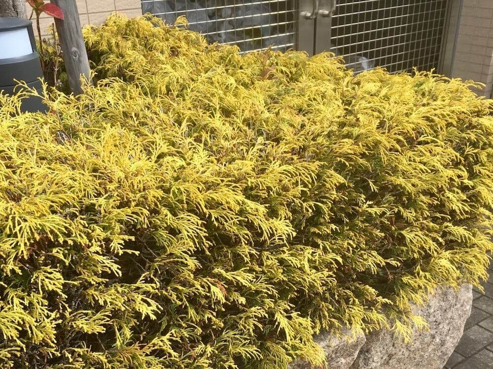 フィリフェラオーレア　コニファー