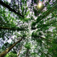検索して植樹につなげる！検索エンジン「Ecosia(エコシア)」とは？の画像