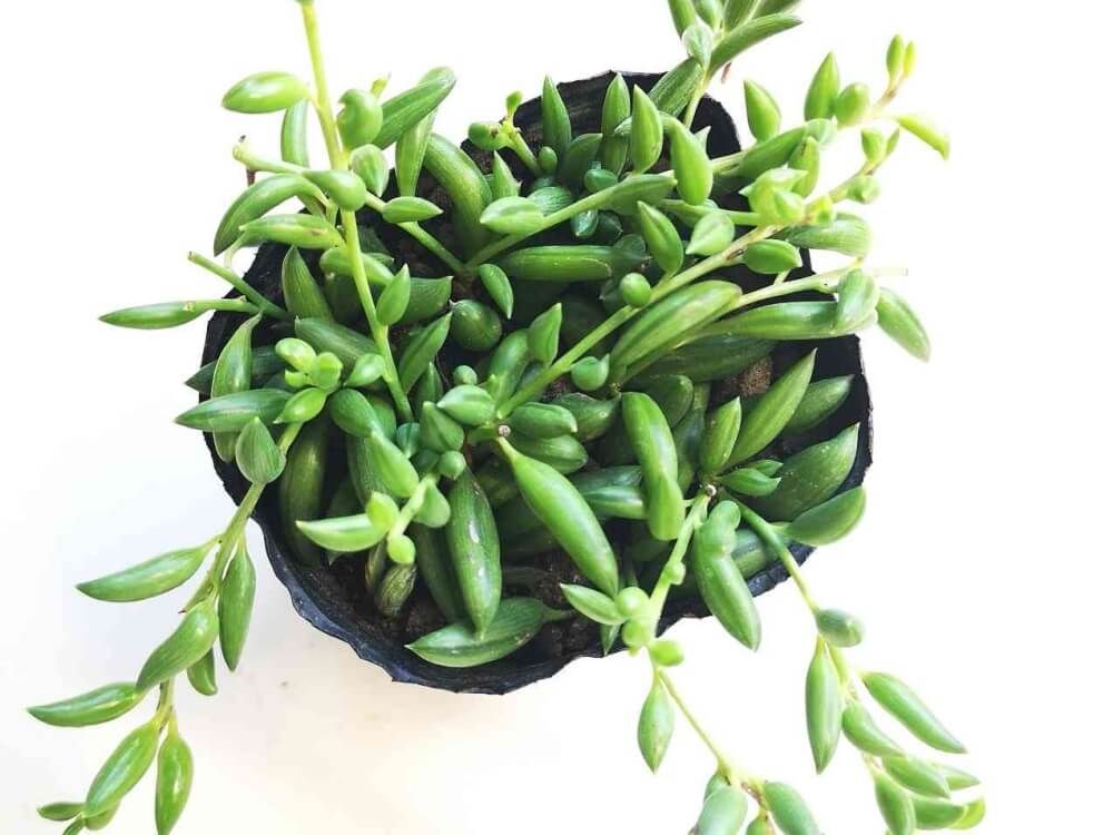 セネシオ　ラディカンス