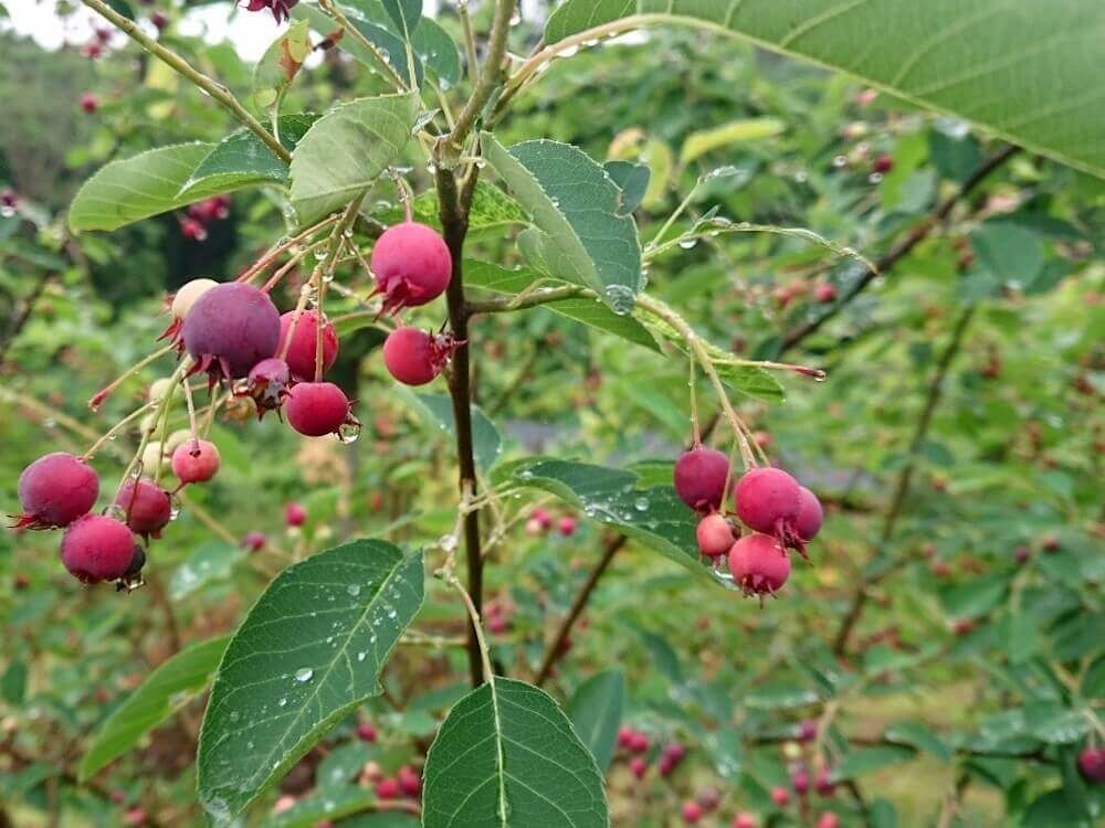 ジューンベリー