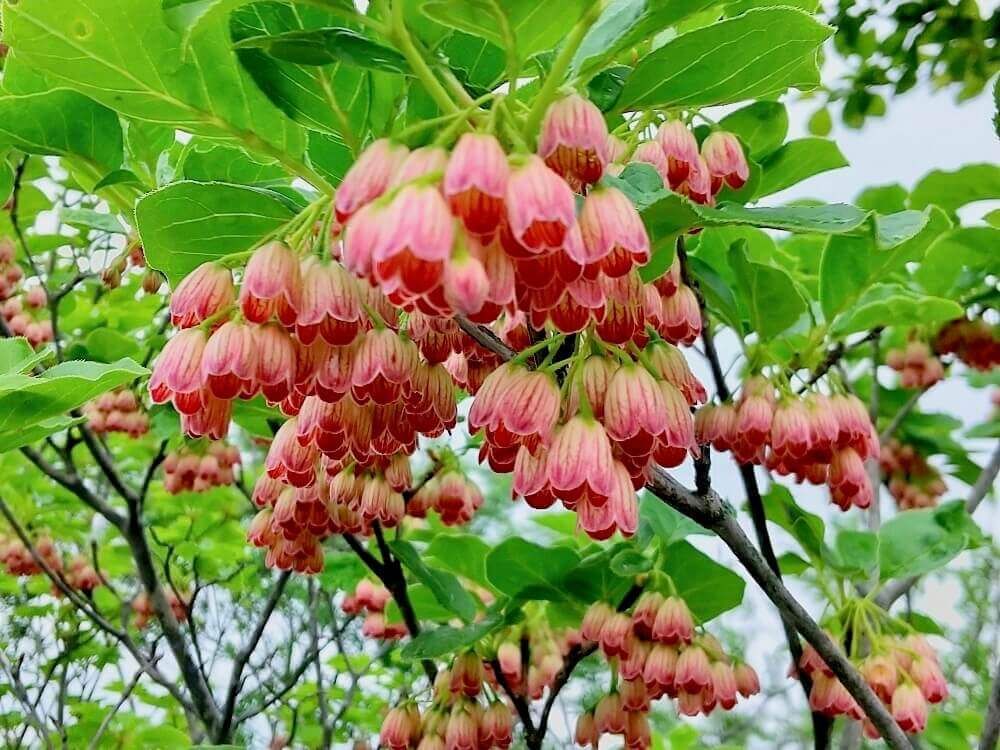 ドウダンツツジ