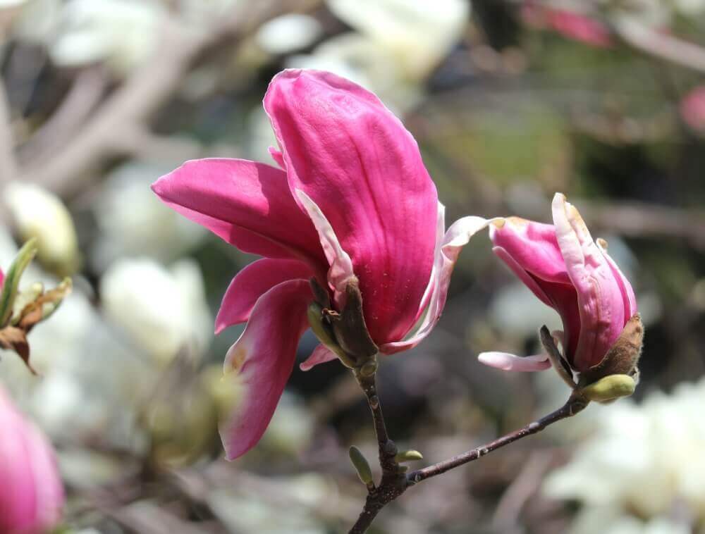 モクレン マグノリア の花言葉 怖い意味もある 花の香りや種類 見頃の季節は Greensnap グリーンスナップ