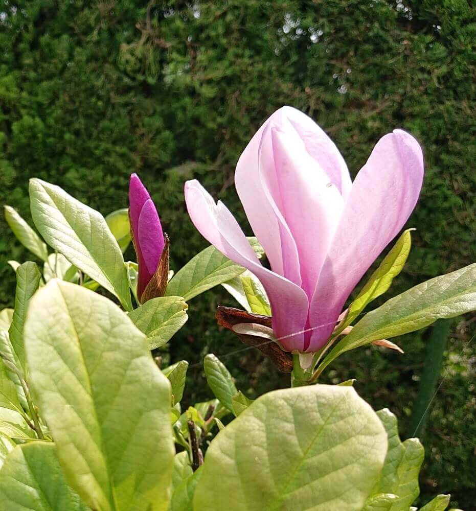 モクレン マグノリア の花言葉 怖い意味もある 花の香りや種類 見頃の季節は Greensnap グリーンスナップ