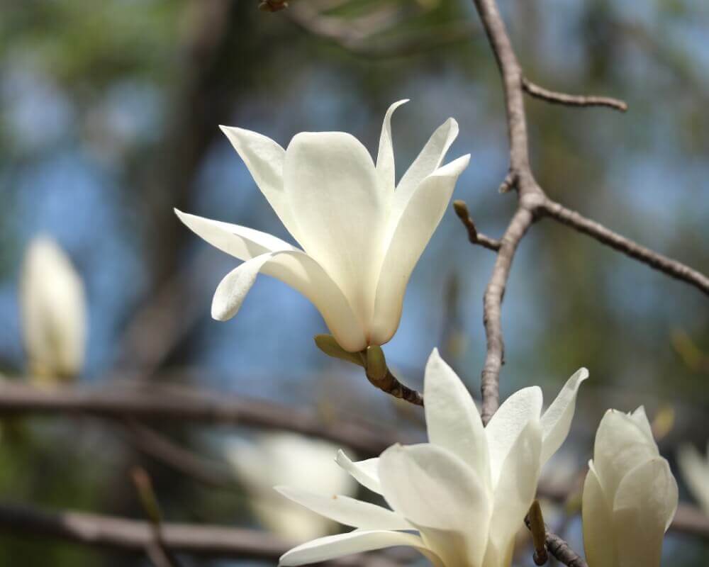 モクレン マグノリア の花言葉 種類 香りや花の特徴は Greensnap グリーンスナップ