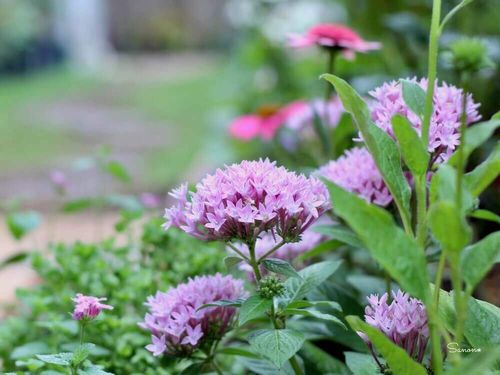 8月の花おすすめ15選 花壇やプランターで楽しめ種類は Greensnap グリーンスナップ