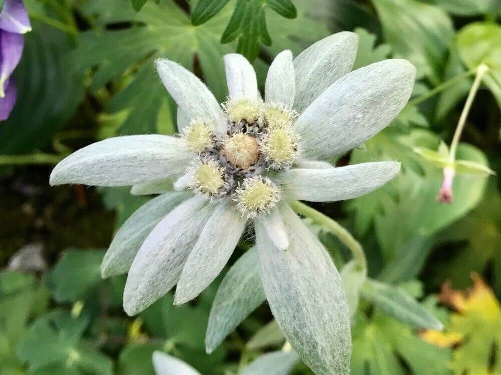 エーデルワイス