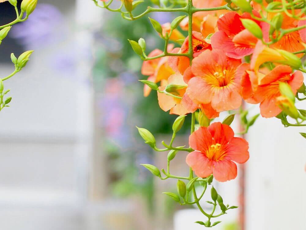 猛暑の 8月の花 写真展 人気の種類や品種 特徴 開花時期は Greensnap グリーンスナップ