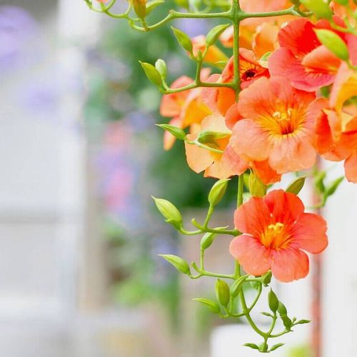 8月の花おすすめ15選 花壇やプランターで楽しめ種類は Greensnap グリーンスナップ