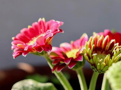 8月の花おすすめ15選 花壇やプランターで楽しめ種類は Greensnap グリーンスナップ