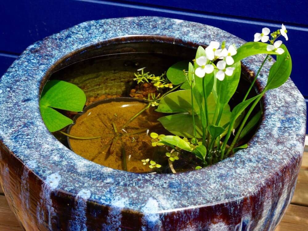 ナガバオモダカ