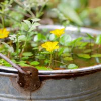 水面に凛と咲く?涼しげで幻想的な水生植物を水鉢で育ててみよう！の画像