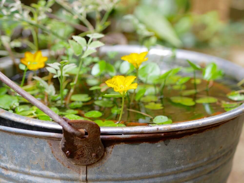 水面に凛と咲く?涼しげで幻想的な水生植物を水鉢で育ててみよう 