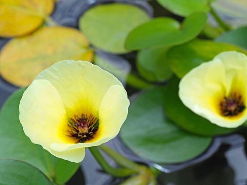 水面に凛と咲く 涼しげで幻想的な水生植物を水鉢で育ててみよう Greensnap グリーンスナップ