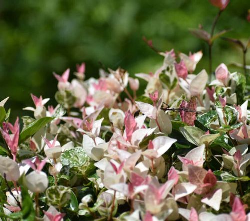 ハツユキカズラの花言葉 種類や由来 花の特徴は Greensnap グリーンスナップ