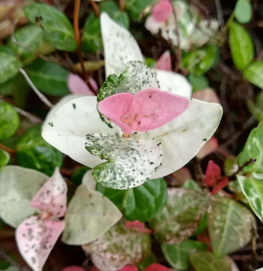 ハツユキカズラ