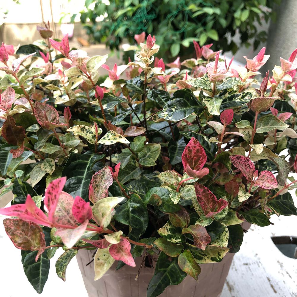 ハツユキカズラ